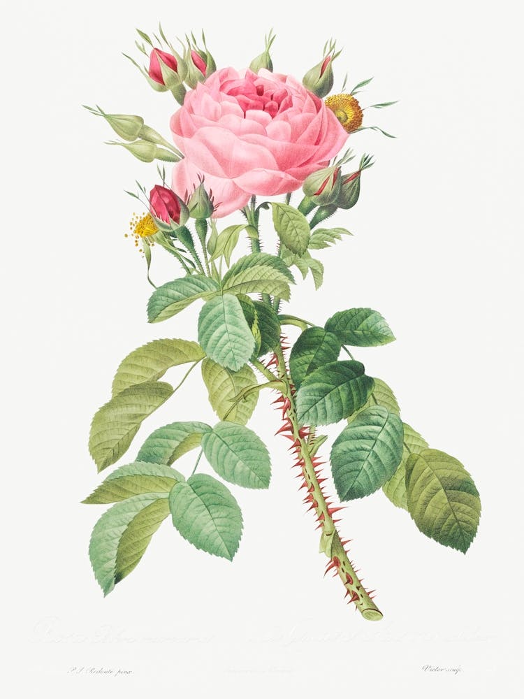 Rosa Bifera, Pierre Joseph Redoute