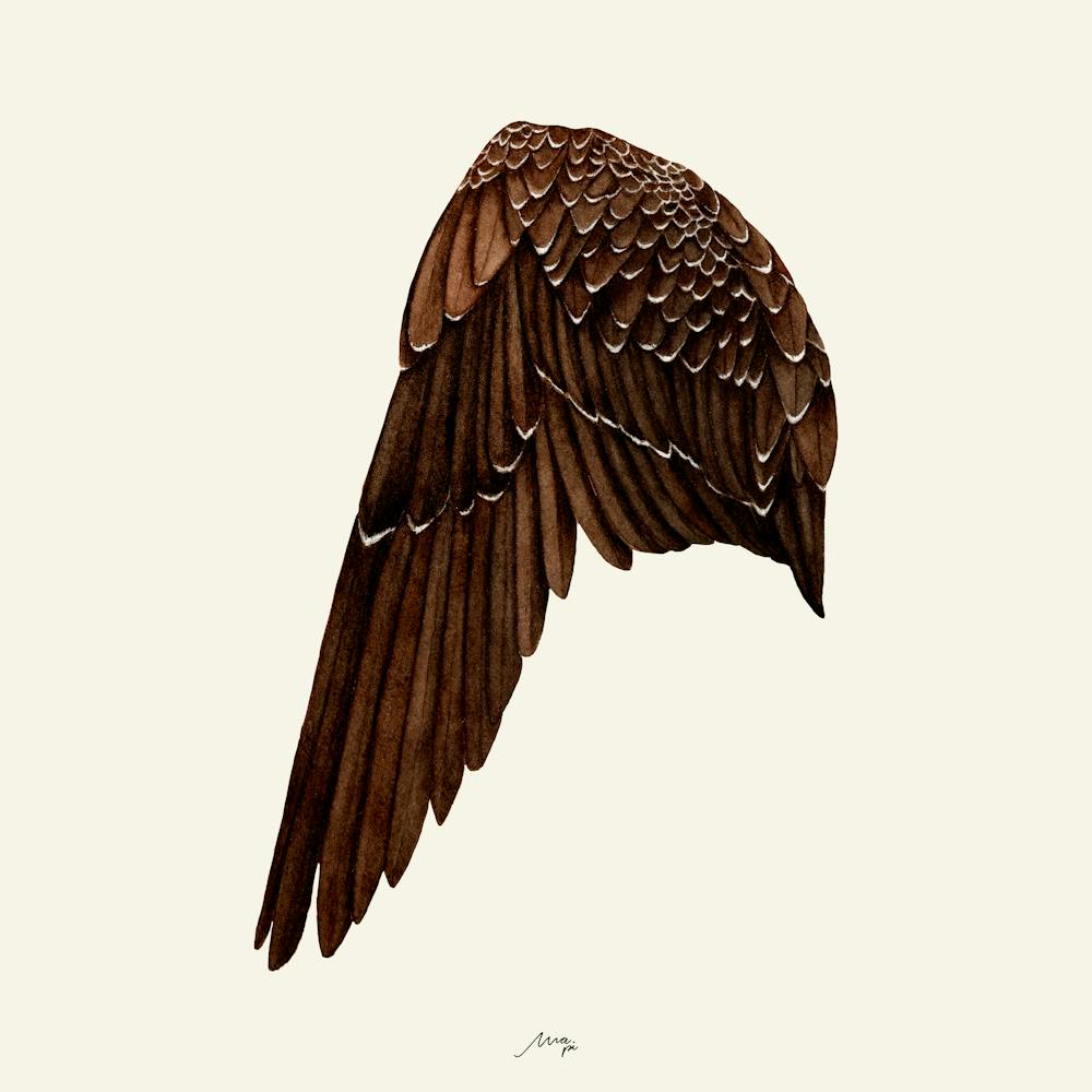 Wing Anatomy