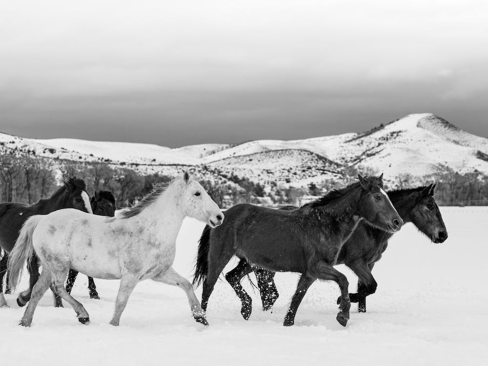Wild Horses In Wyoming