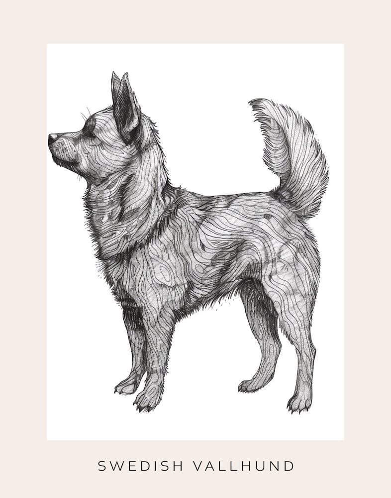 Swedish Vallhund Dog Line Sketch 3 Poster