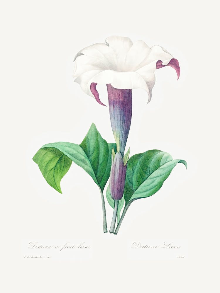 Thorn Apple, Pierre Joseph Redoute