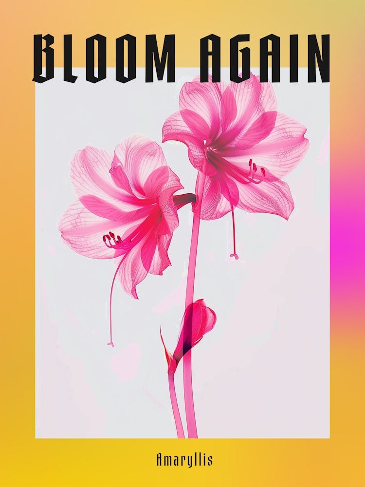 Hot Pink Amaryllis 4 Poster