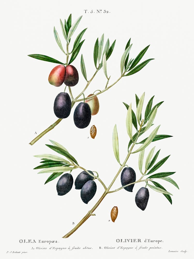 Olive, Pierre Joseph Redoute 1