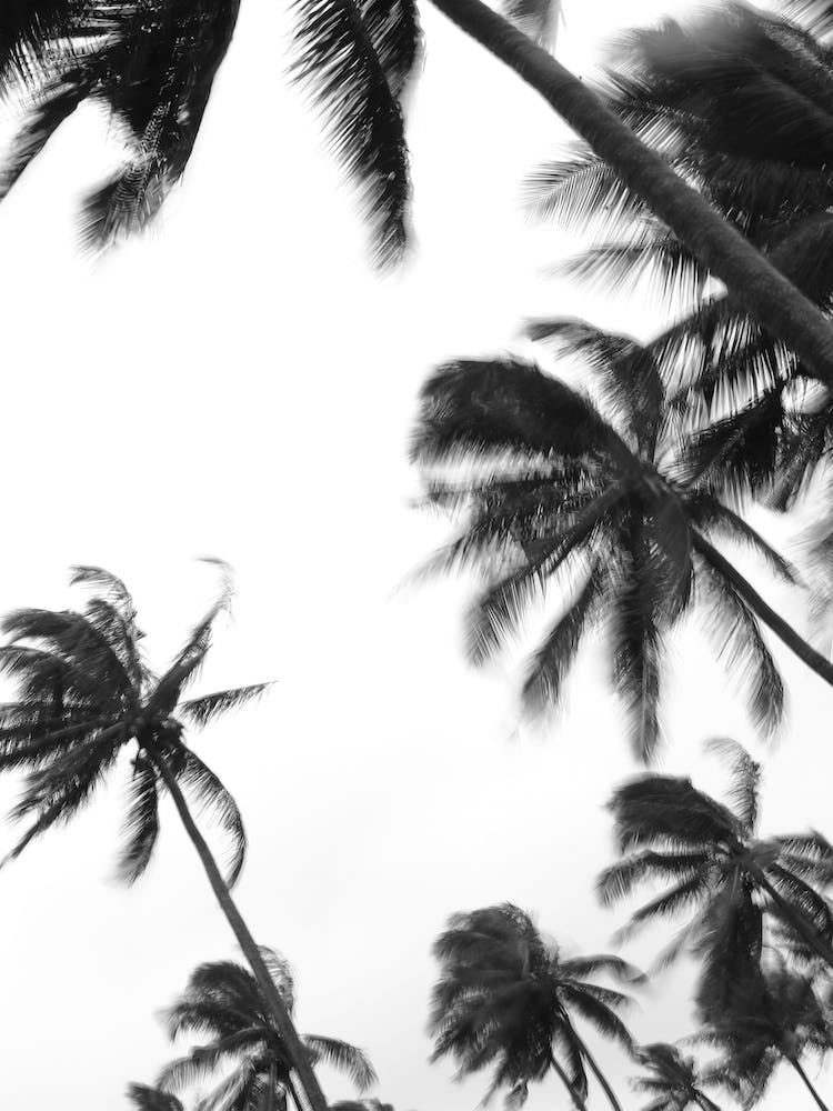 Coco Island 04