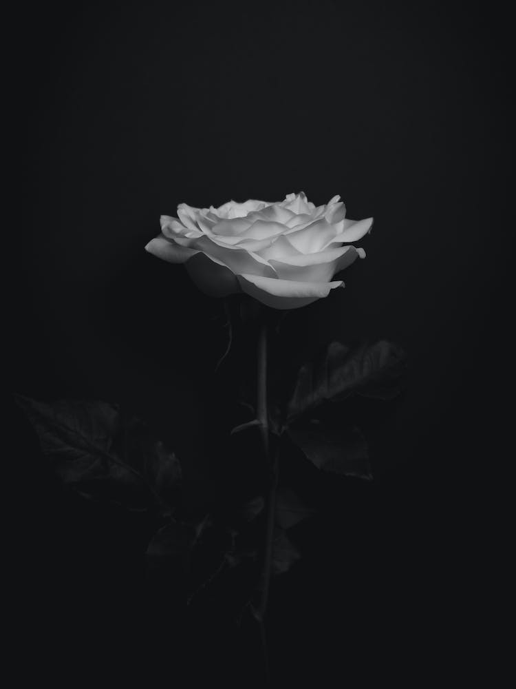 Every Rose has its thorn