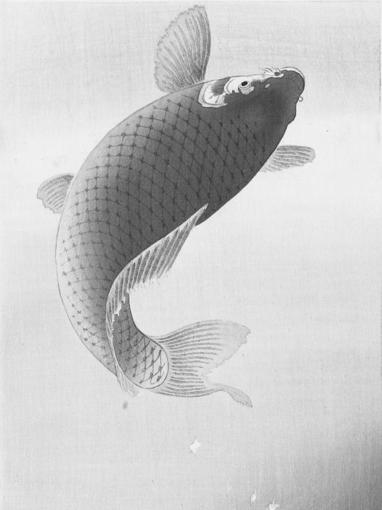 Koi Fish
