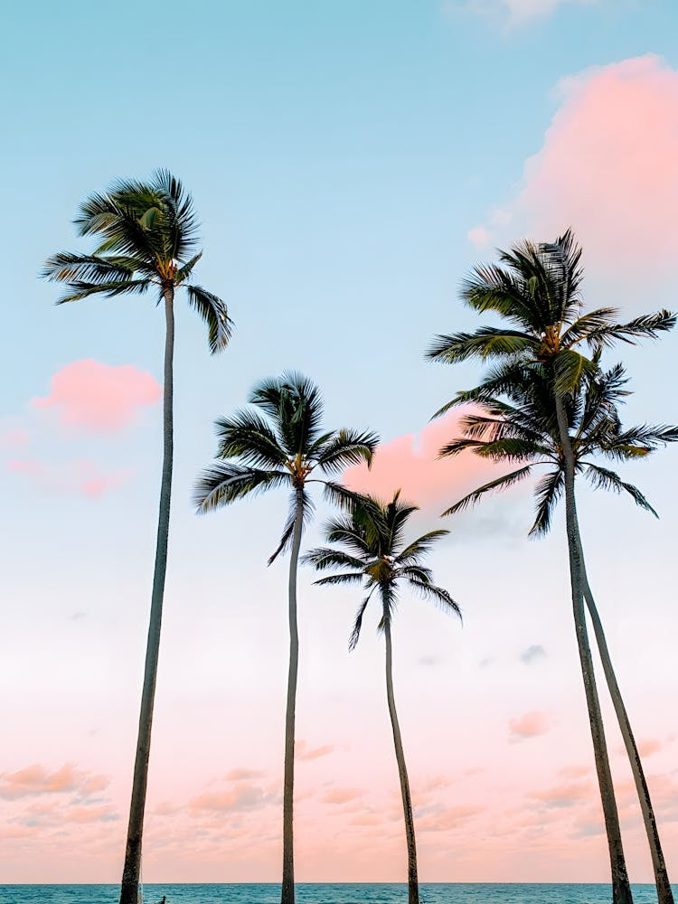 Dreamy Paradise: Palm Trees & Pastel Sky - Escape to the Beach