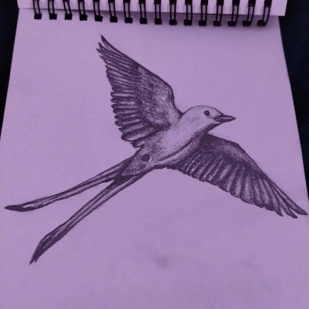 Scissortail In Flight