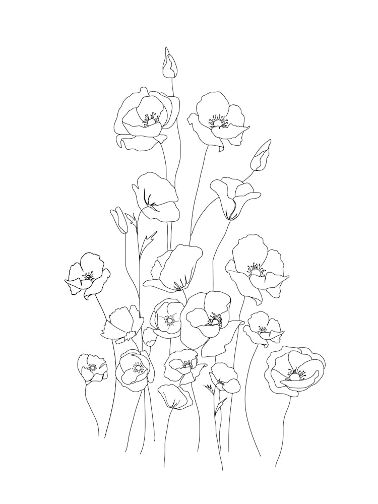Poppy Flowers Line Art