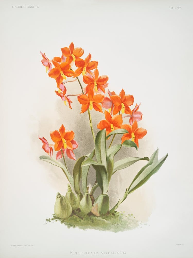 Orange Orchids