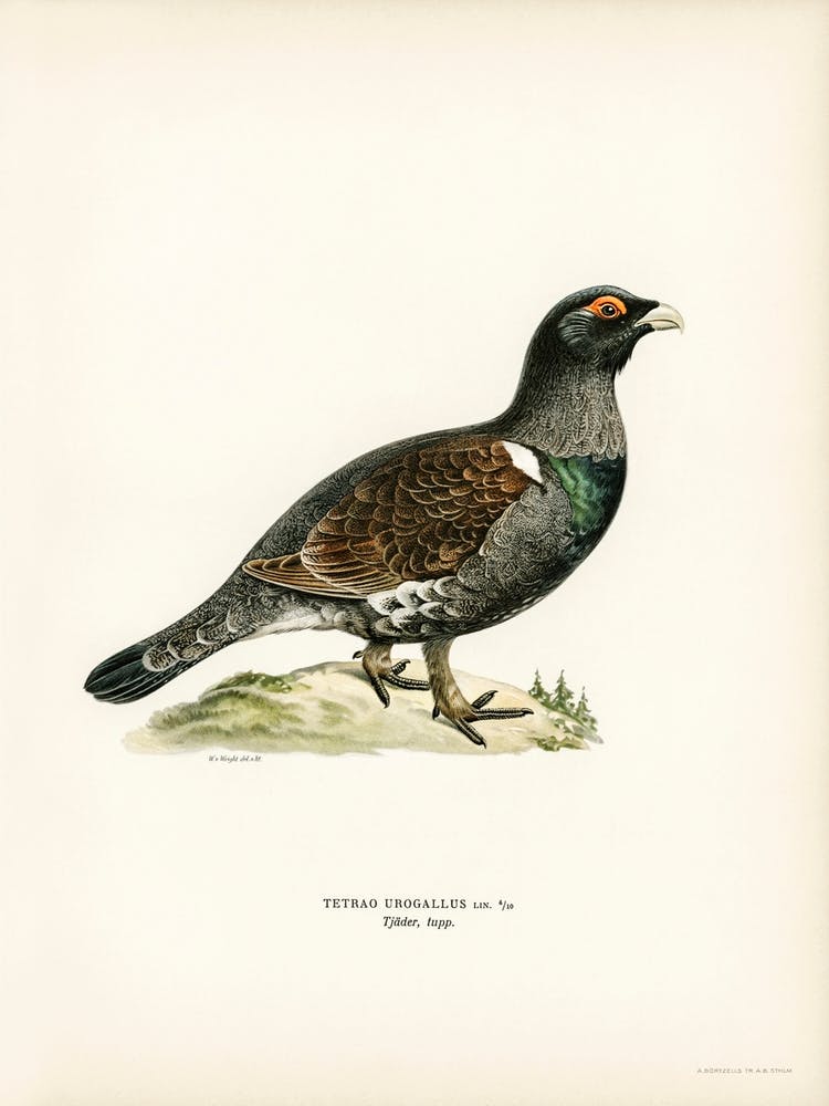 Western Capercaillie, The Von Wright Brothers 1