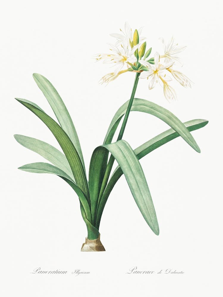 Pancratium Illyricum, Pierre Joseph Redoute