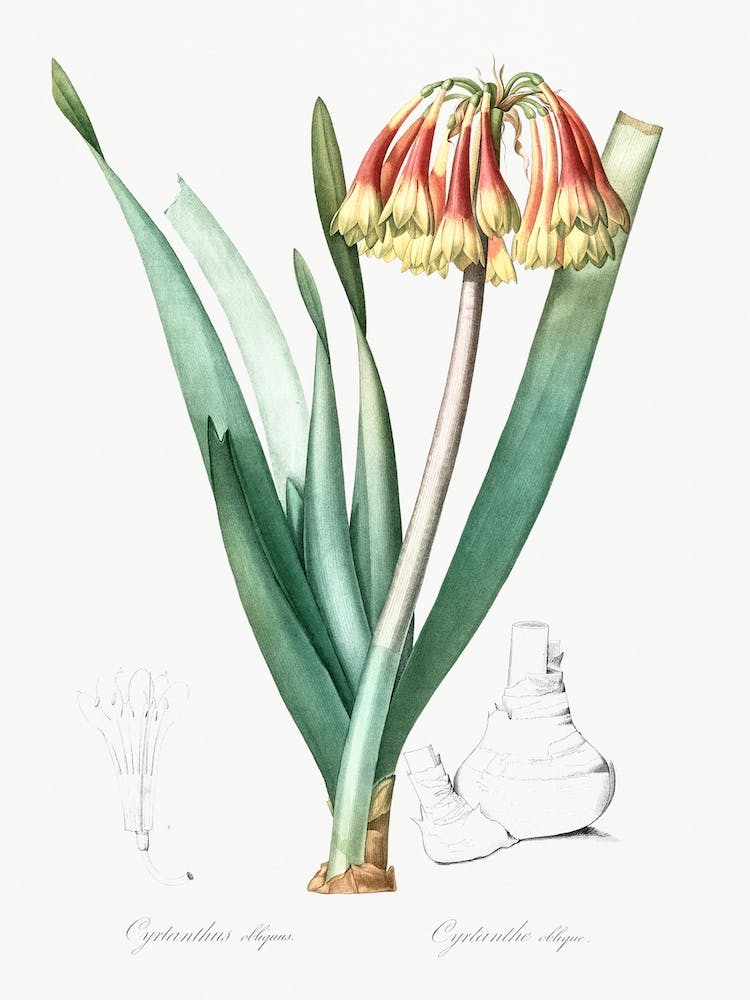Knysna Lily Illustration From Les Liliacées, Pierre Joseph Redouté