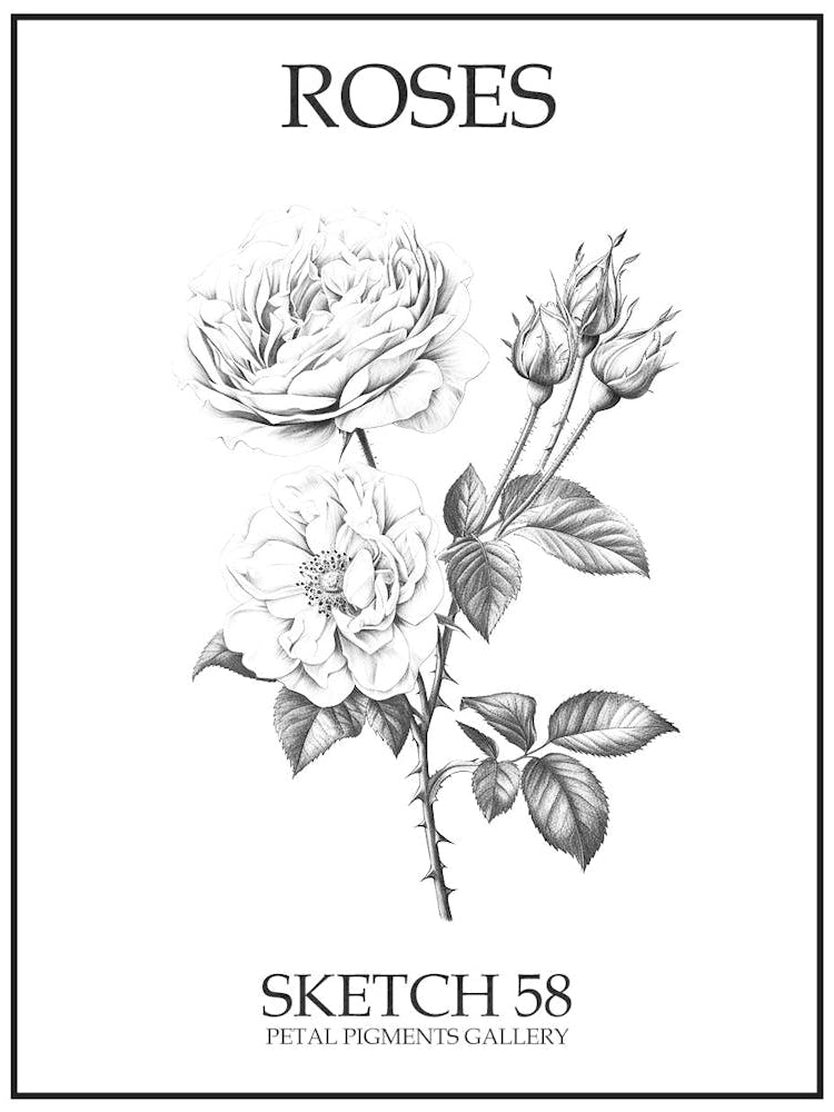 Roses Sketch 58 Poster