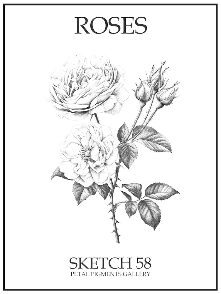Roses Sketch 58 Poster