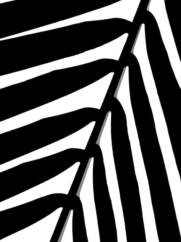 Black and White palm leaf