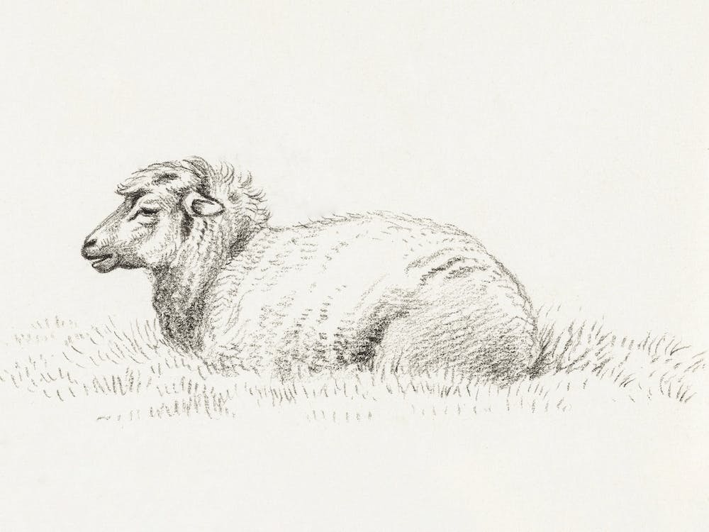 Lying Sheep (1816), Jean Bernard