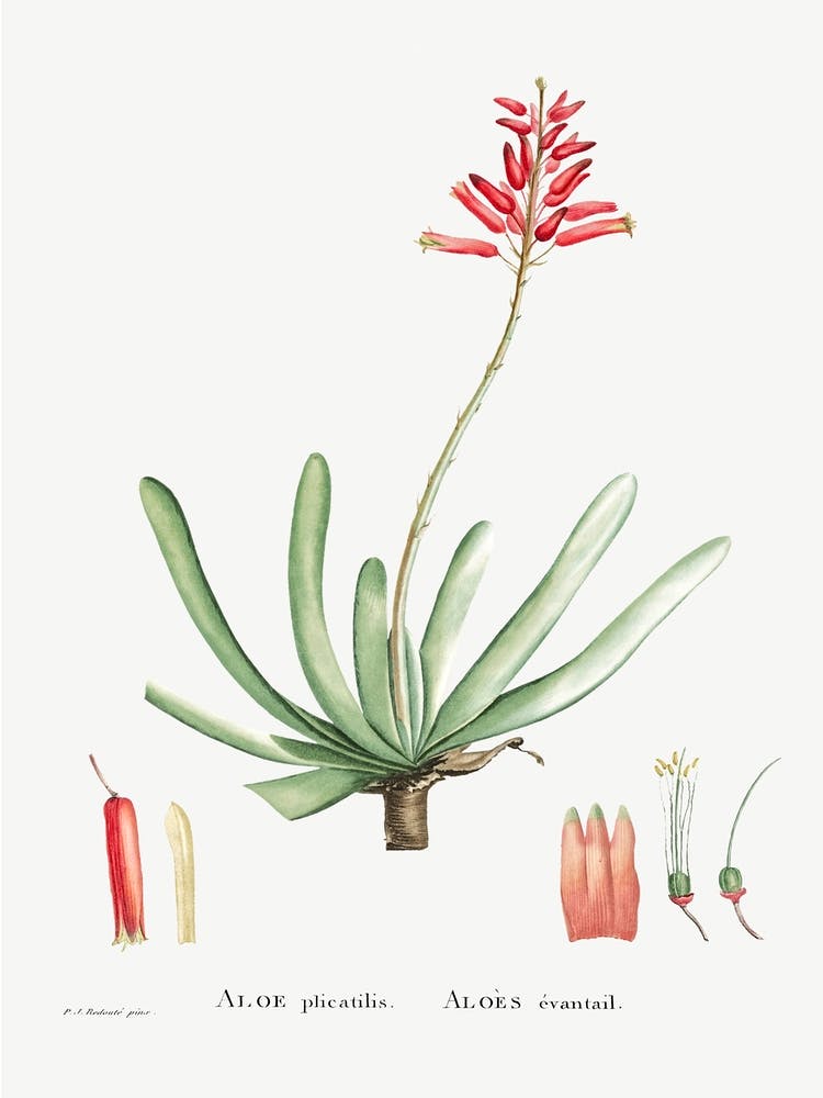 Aloe Plicatilis, Pierre Joseph Redoute