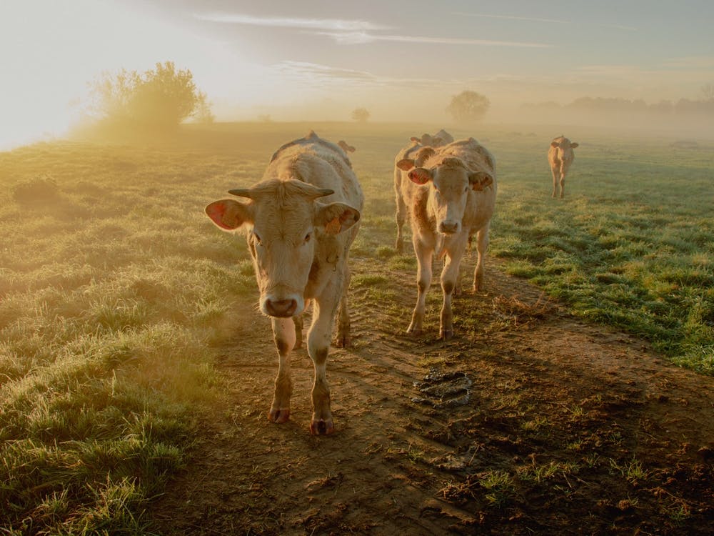 Morning Sunrise and the Cows