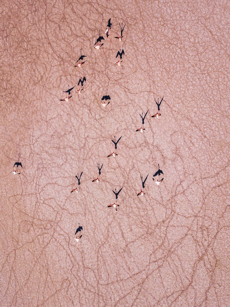 Flamingos