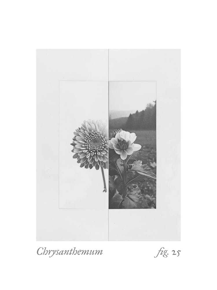 Chrysanthemum Botanical Collage 1