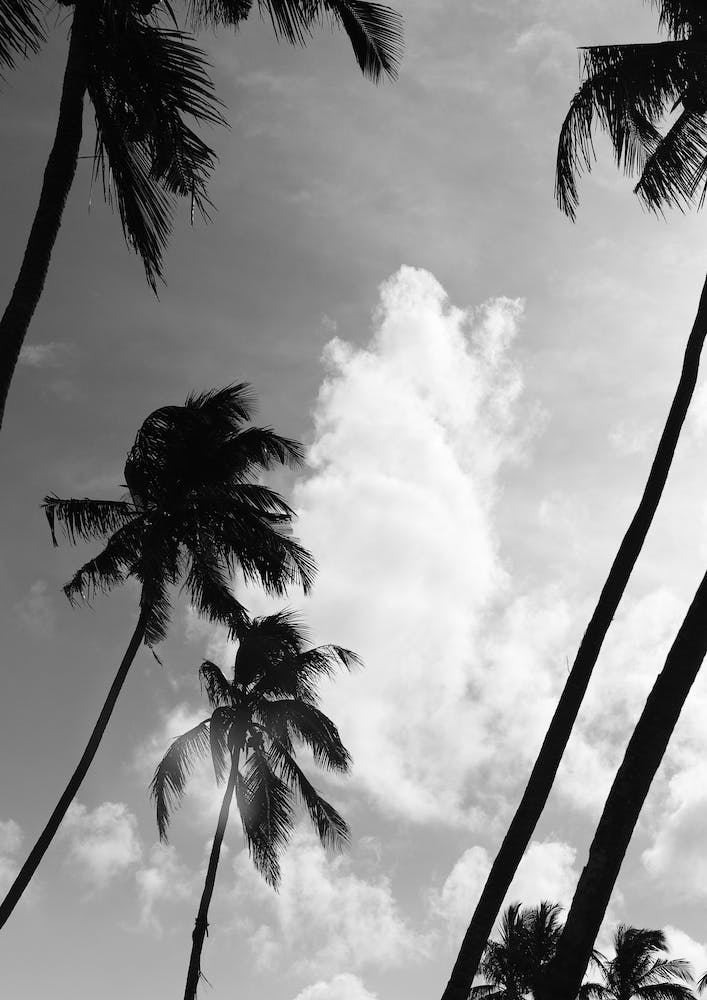 Coco Island 02