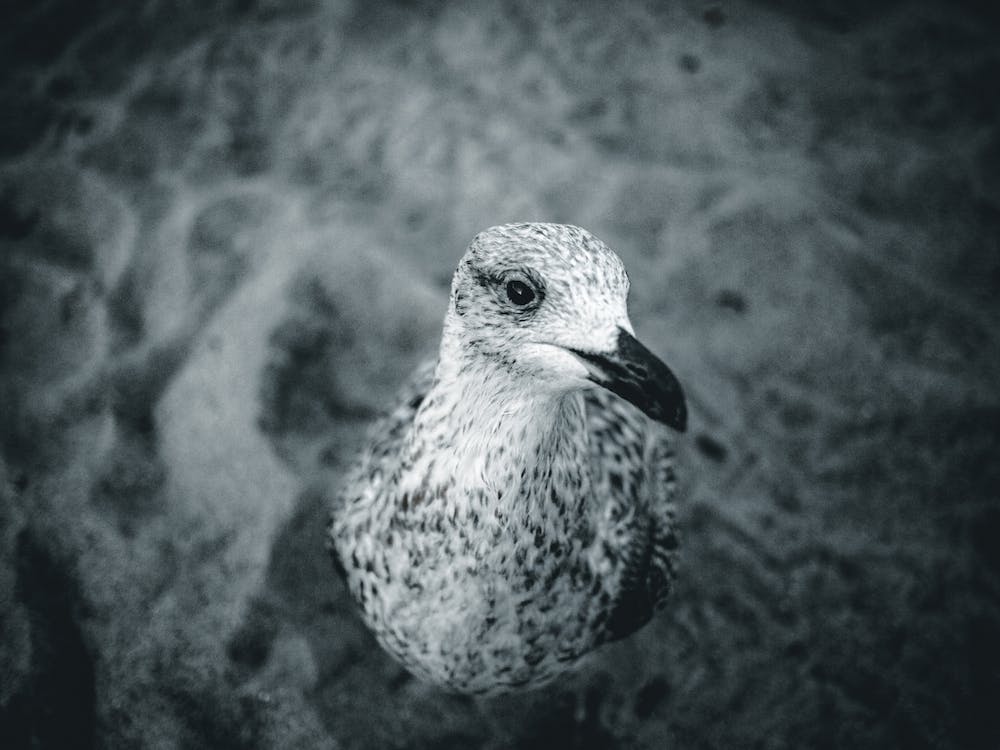 Seagull V