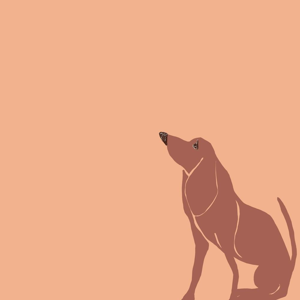  Dog 