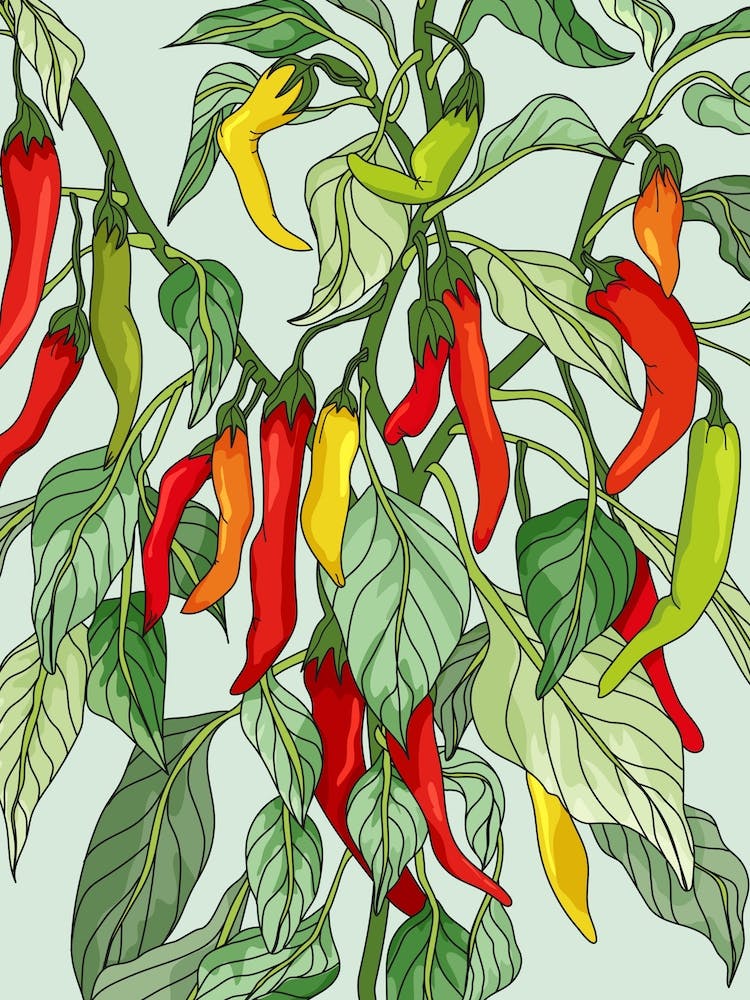 Chilli Plant