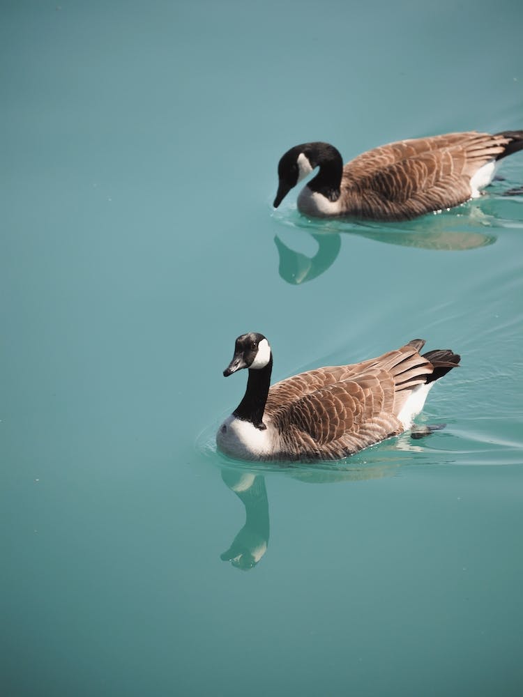 Oies dans l'Eau Bleue