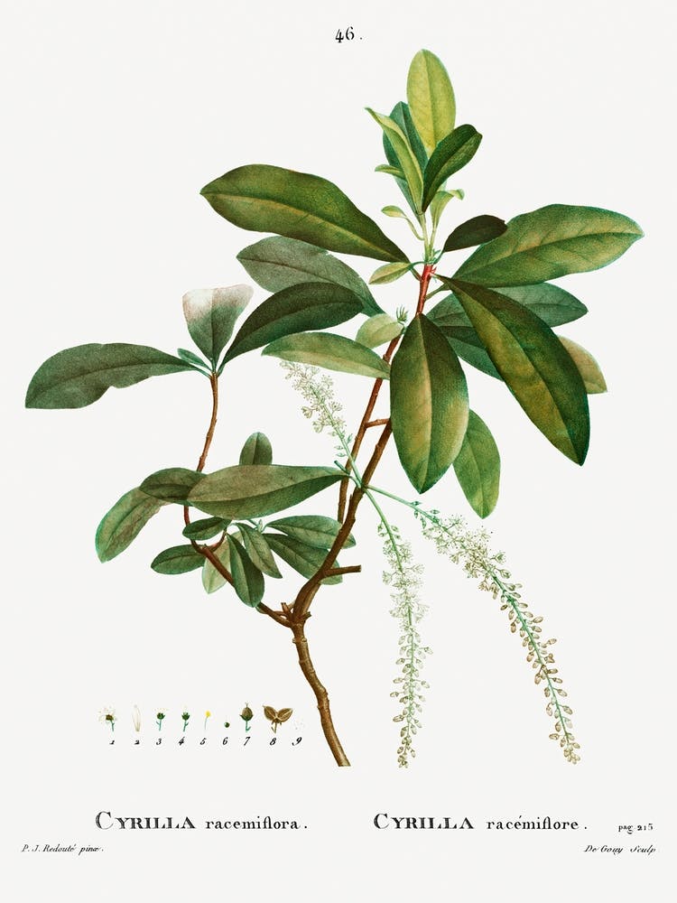 Swamp Titi, Pierre Joseph Redoute