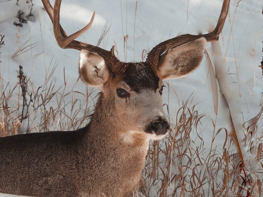 Mule Deer Buck