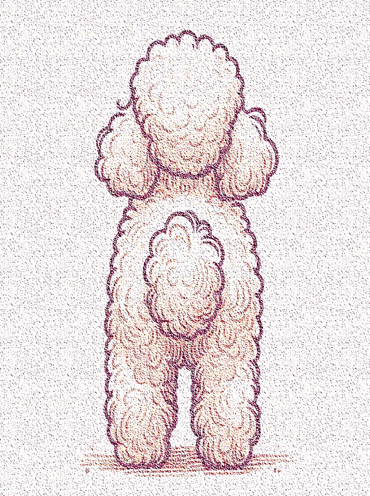 Poodle Dog Breed 