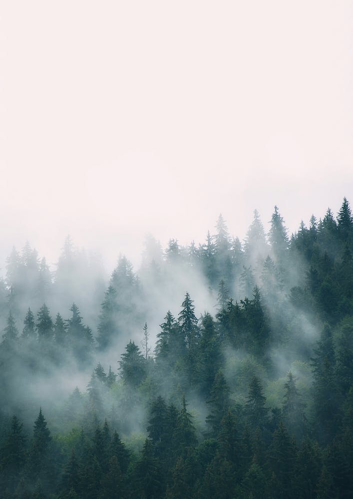 Fog And Forest