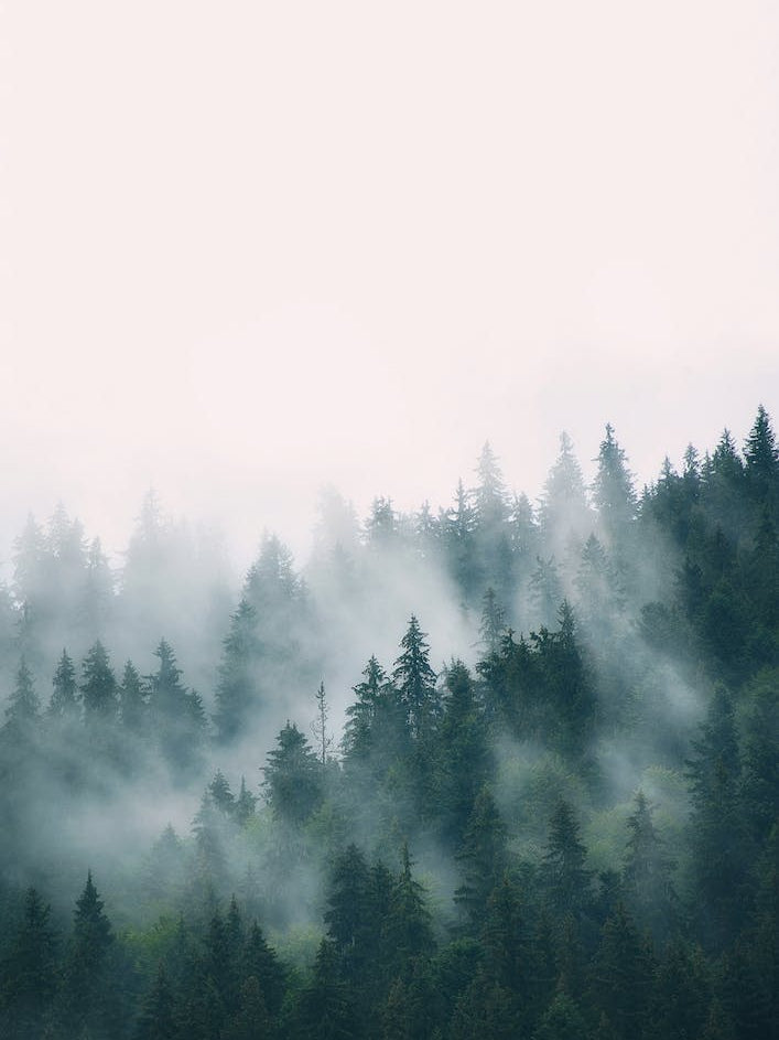 Fog And Forest