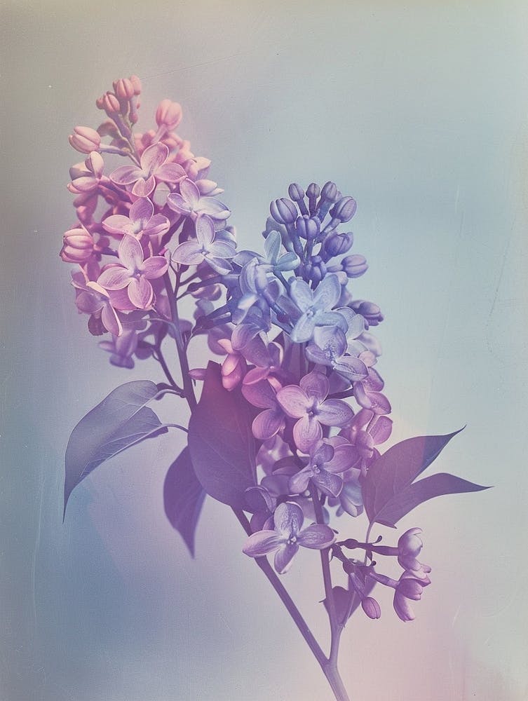 Irisierende Blume Flieder 2