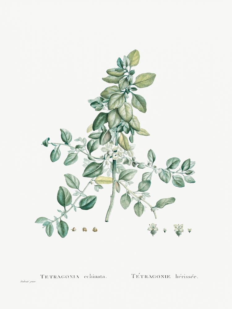 Tetragonia Echinata From Histoire Des Plantes Grasses (1799), Pierre Joseph Redoute