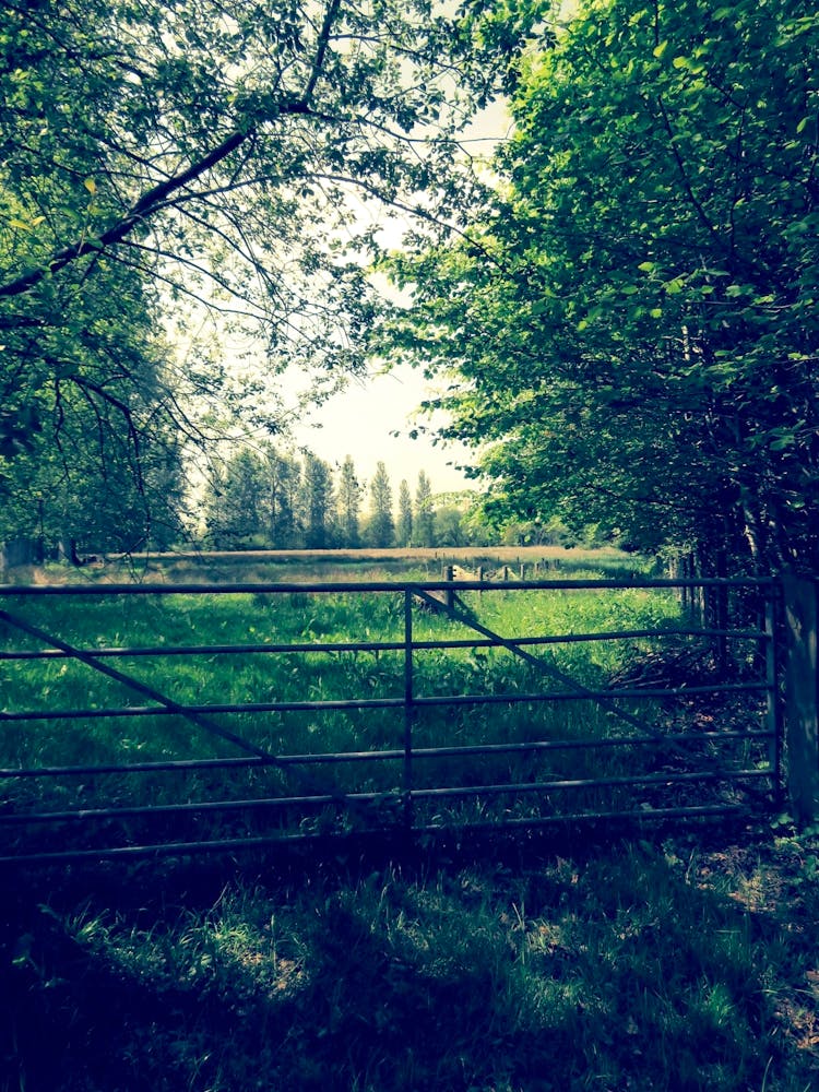 Meat 5 Bar Gate To The Woods Field Countryside