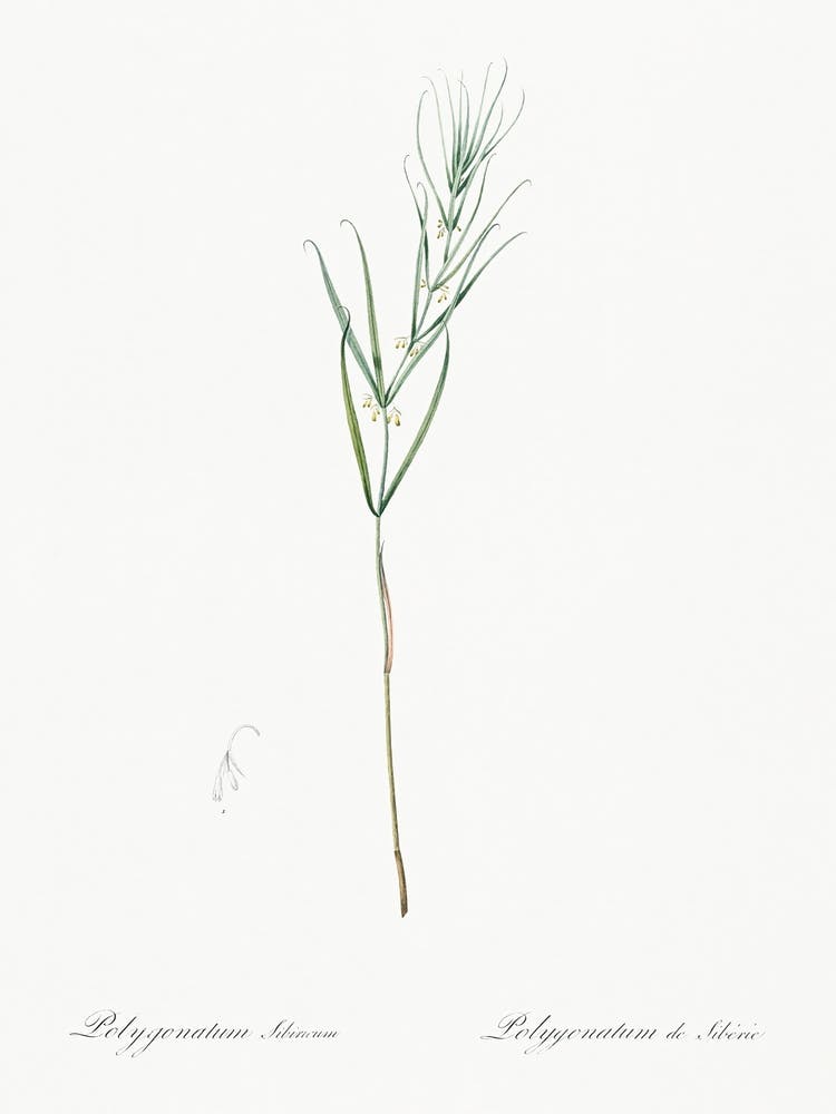 Siberian Solomon S Seal Illustration From Les Liliacées (1805), Pierre Joseph Redoute