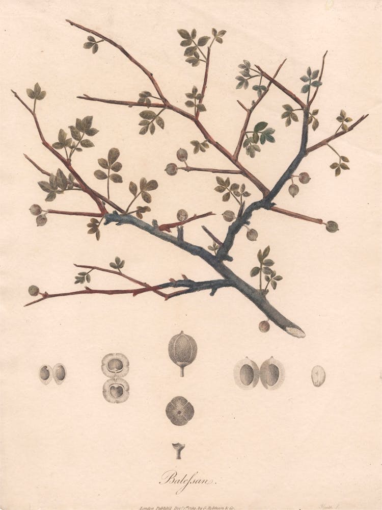 Balesson, James Heath