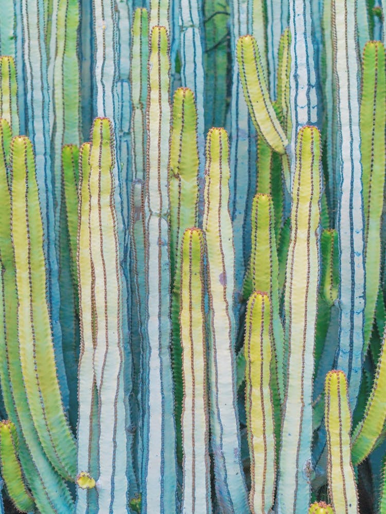 Vibrant Cactus