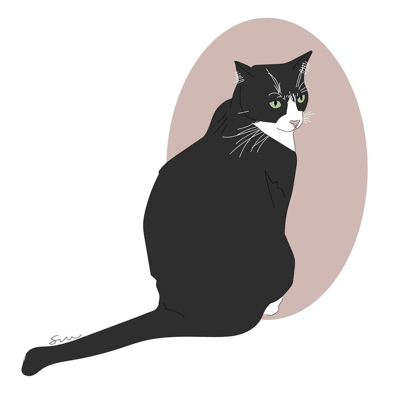 Tuxedo Cat