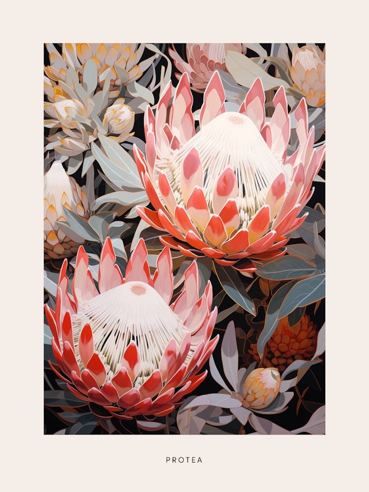 Flower Illustration Protea 9 Poster