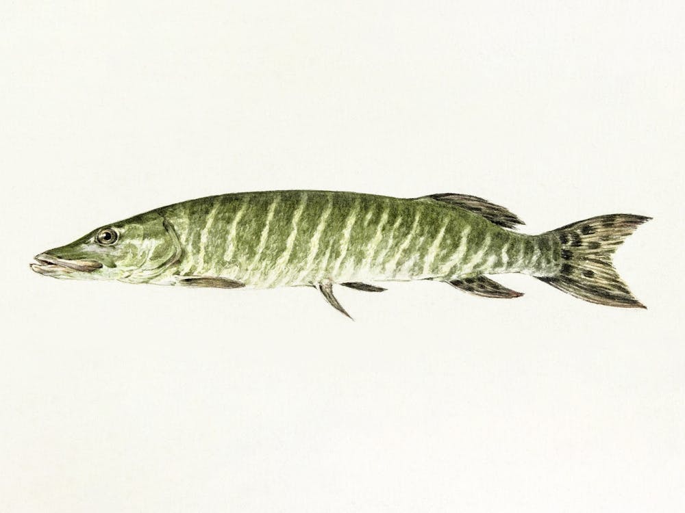 Pike, Jean Bernard