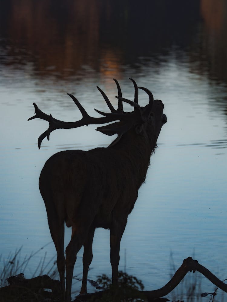 Lakeside Elk