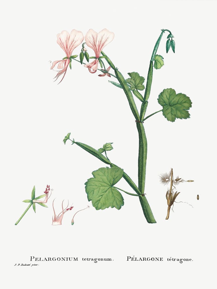 Pelargonium Tetragonum, Pierre Joseph Redoute