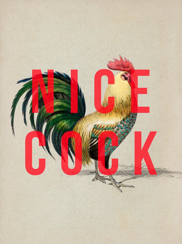 Nice Cock