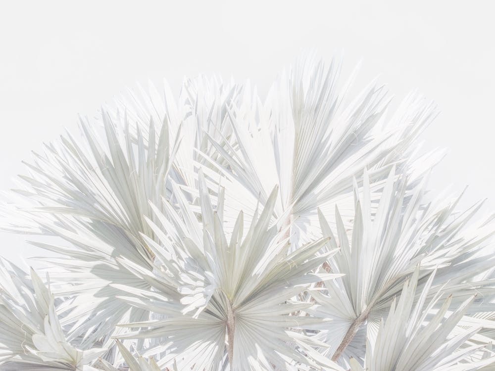 Feuilles de Palmier