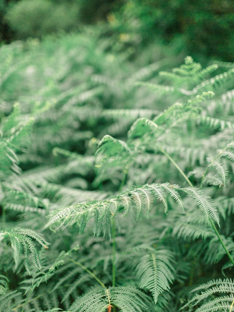 Ferns In The Forest, Ireland