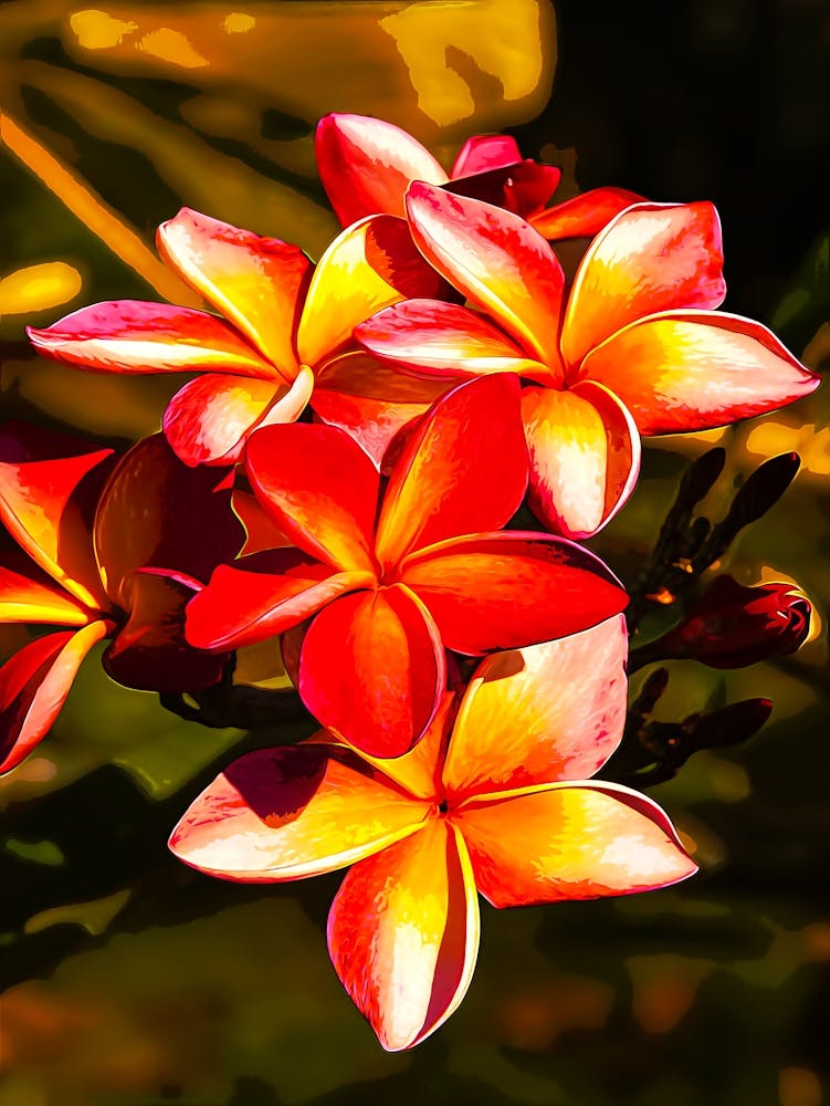 Plumeria Flowers In Amazon Rainforest